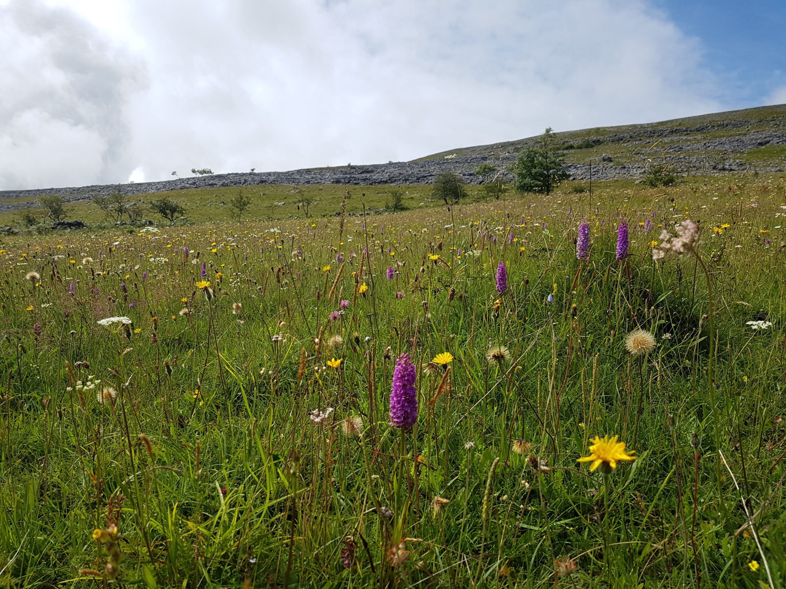 Grassland with orchids by Orla Daly ©NPWS