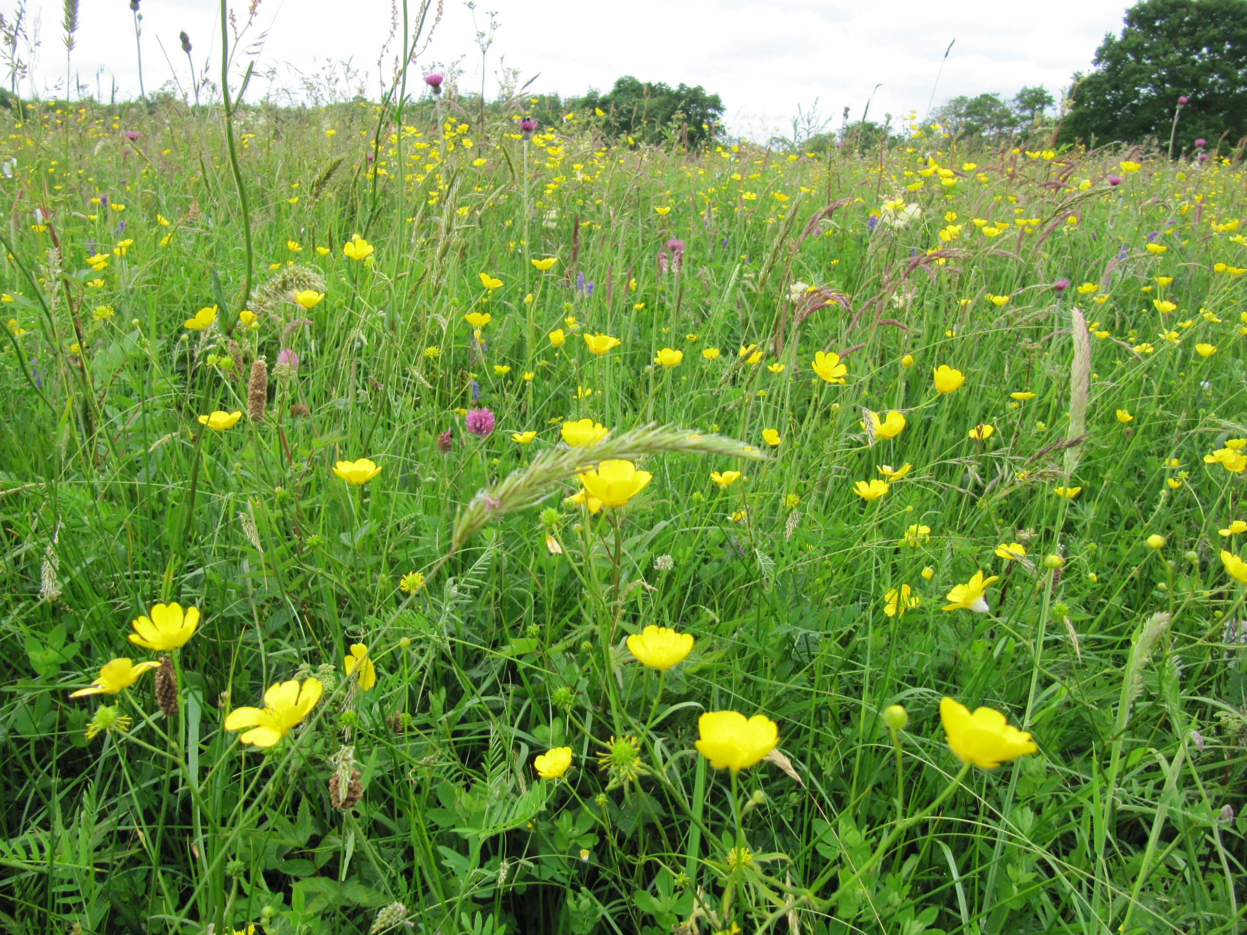 Irish Grasslands Project – Botanical Society of Britain & Ireland