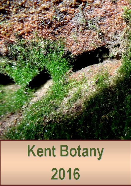 Kent Botany 2016 front page