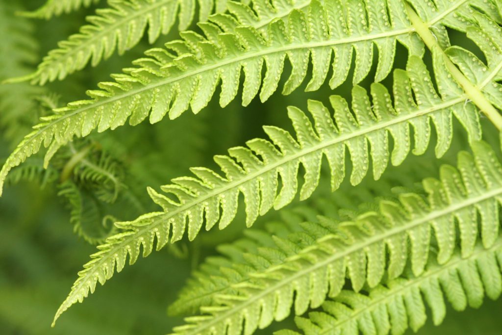 Fern identification – Botanical Society of Britain & Ireland