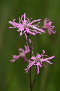 Lychnis flos-cuculi 1