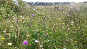 Grassland on Inis Oirr by Maria Long