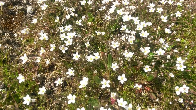 Minuartia verna (Spring Sandwort) Gail Quartly-Bishop