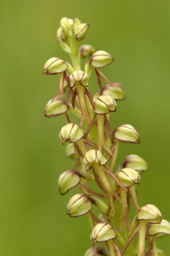Orchis anthropophorum 3