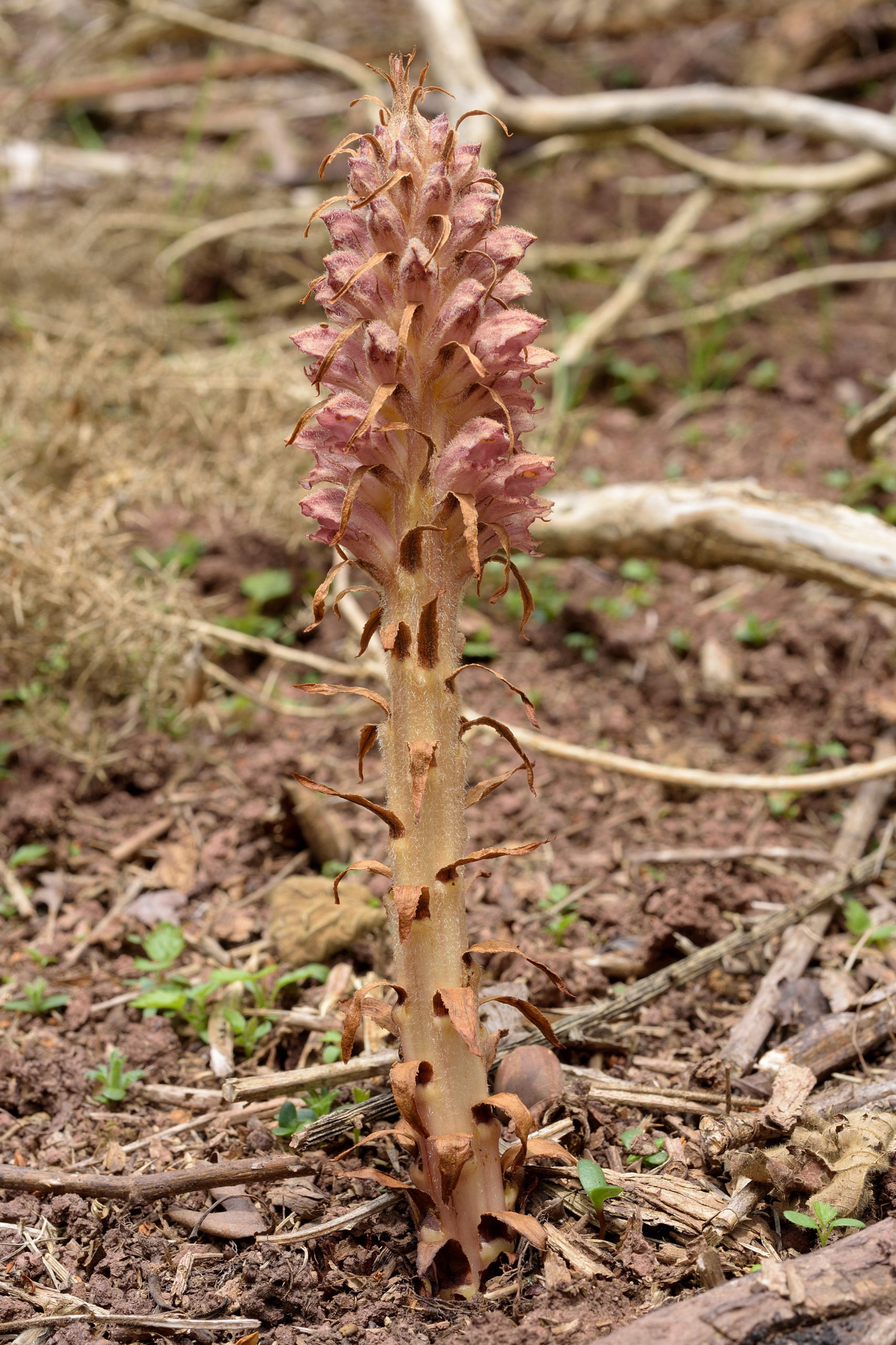 Orobanche rapum-genistae