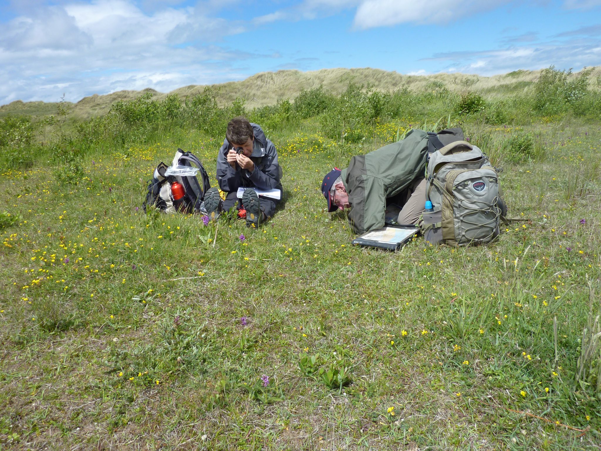 On Gronant Dunes; BSBI Wales AGM 2017. Image: Laura Gravestock