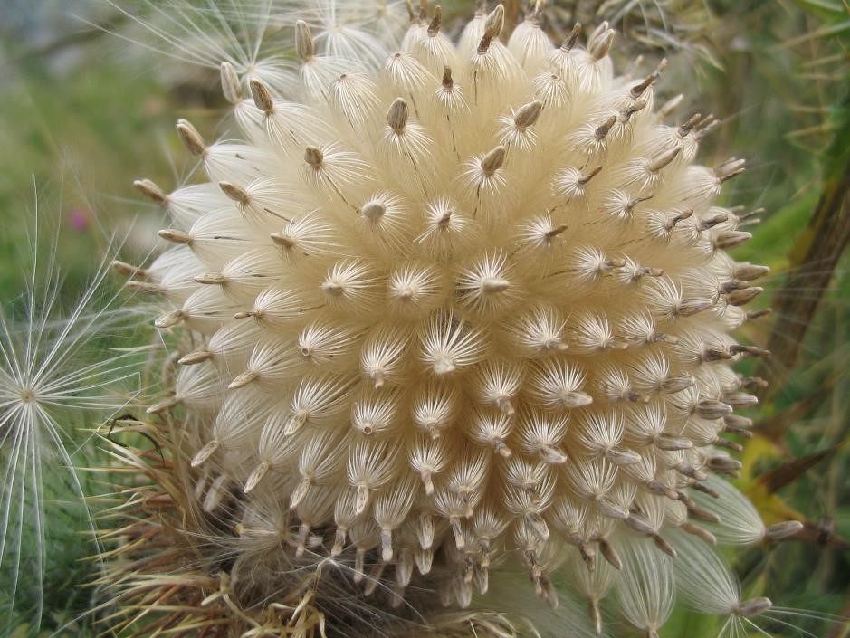 Spear Thistle. Image by Ian Strachan.