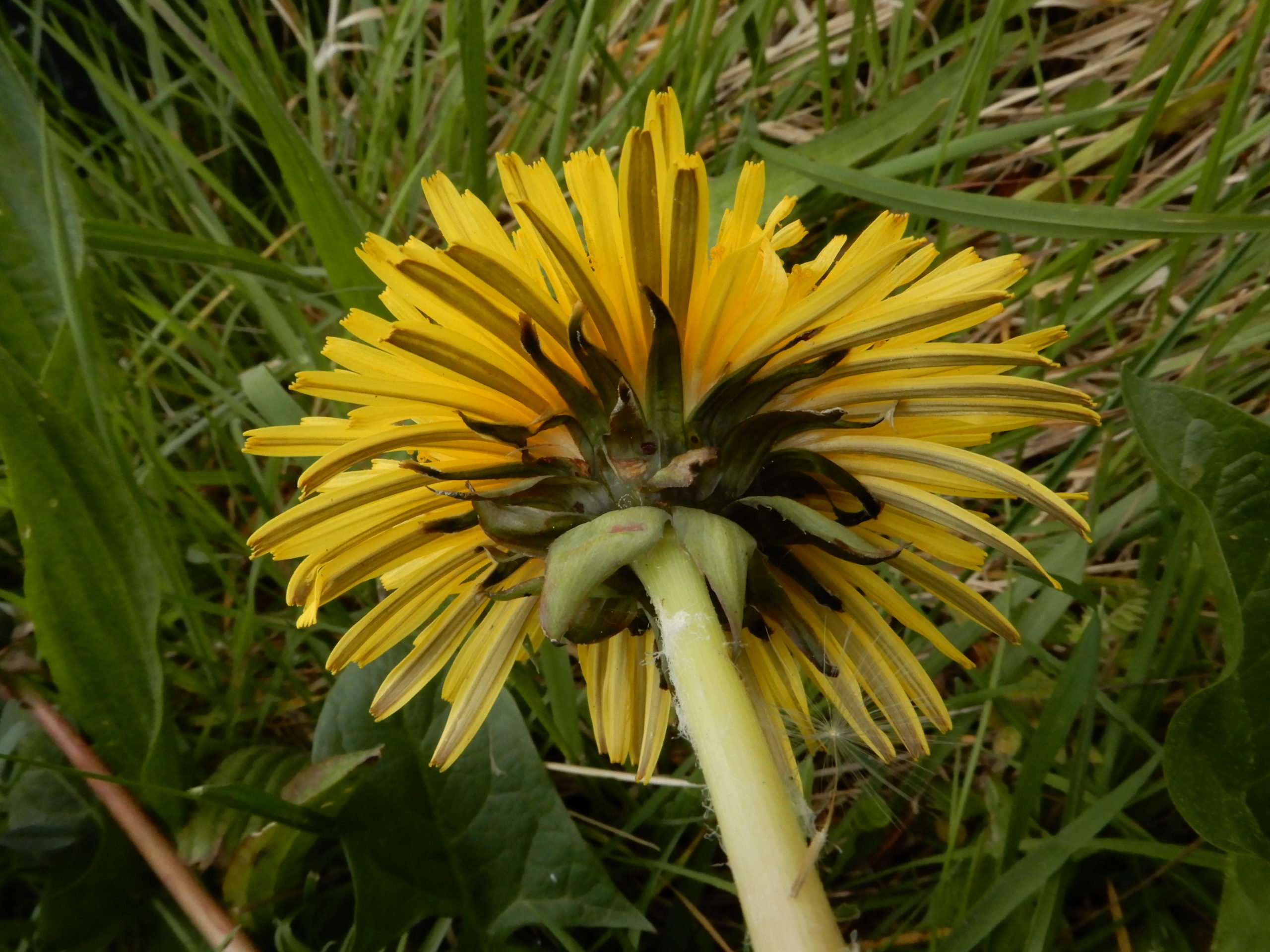 Taraxacum aberrans – Botanical Society of Britain & Ireland