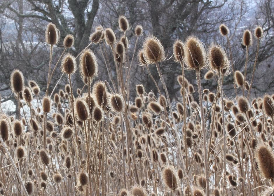 Teasels, Dinnet. Image: Ian Francis.
