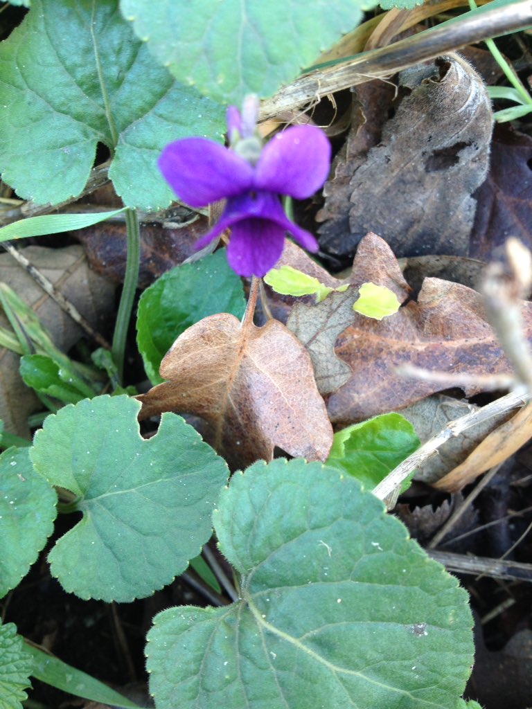 Sweet violet blooming in Suffolk, New Year Plant Hunt 2017-8. Image: R. Lincoln