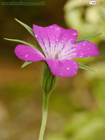 Archaeophytes – Botanical Society of Britain & Ireland