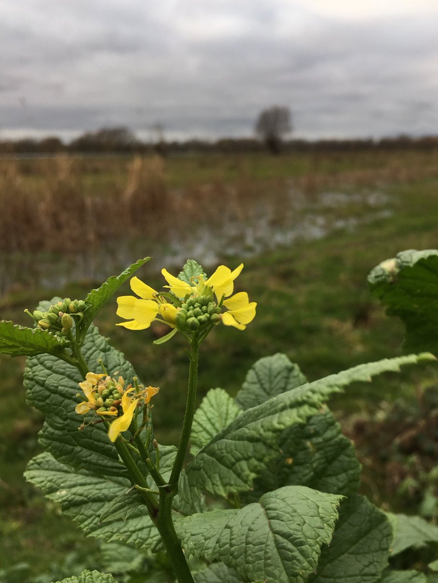 Charlock flowering at Fen Drayton for New Year Plant Hunt 2019. Image: C. Pinches