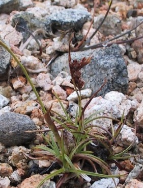 Luzula spicata