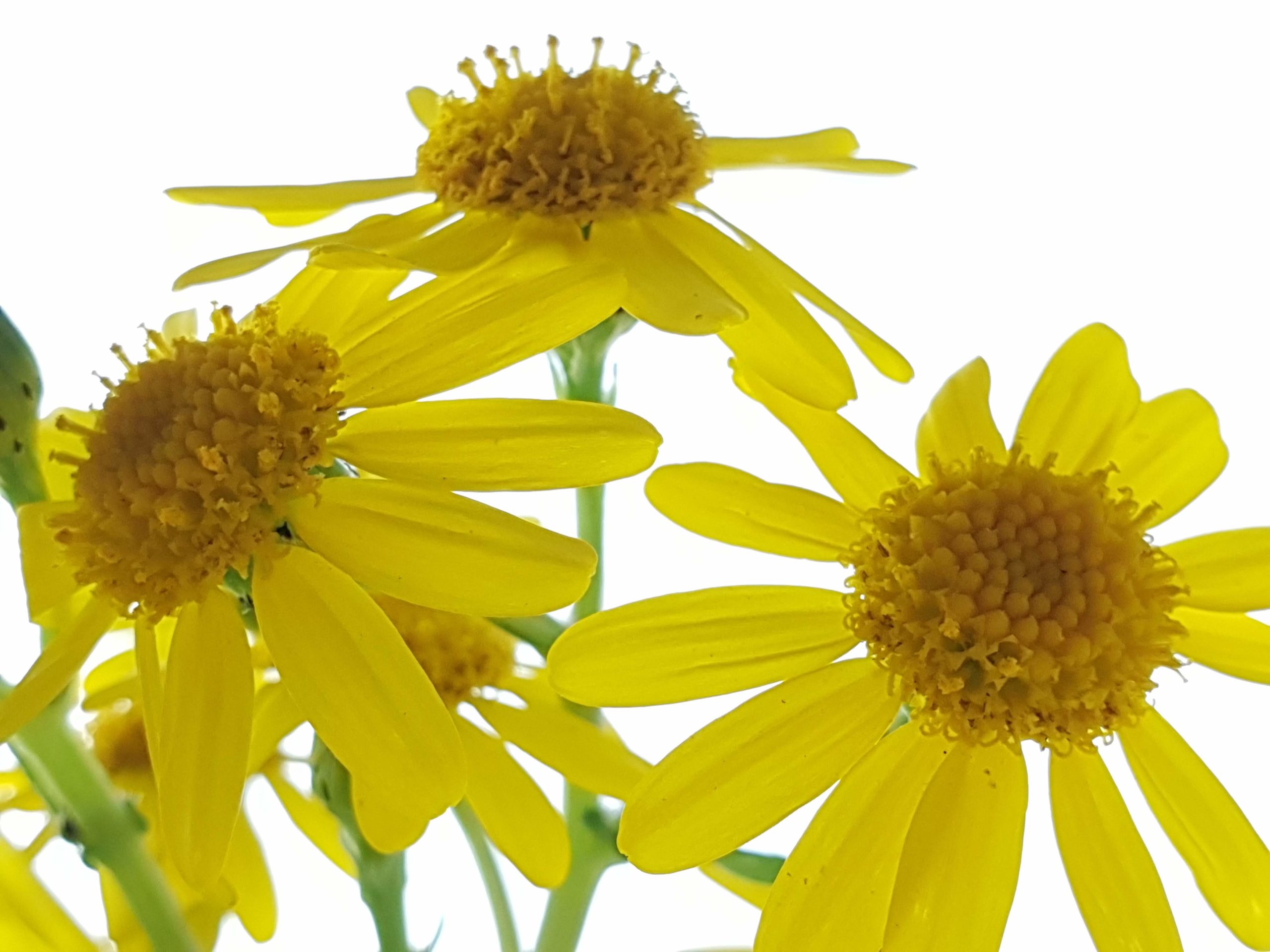Ragworts. Image: Kevin Widdowson