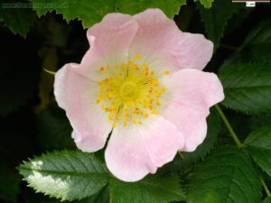 Dog-roses: towards a consensus taxonomy – Botanical Society of Britain ...